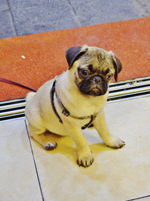 home cooked meals for my pug in quarter hanoi comforting home cooked food and the cutest pugs home cooked meals for my pug in quarter hanoi comforting home cooked food and the cutest pugs