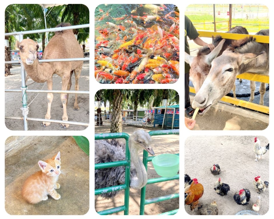 Desaru Mini Zoo: A Must-Visit Spot for Animal Lovers