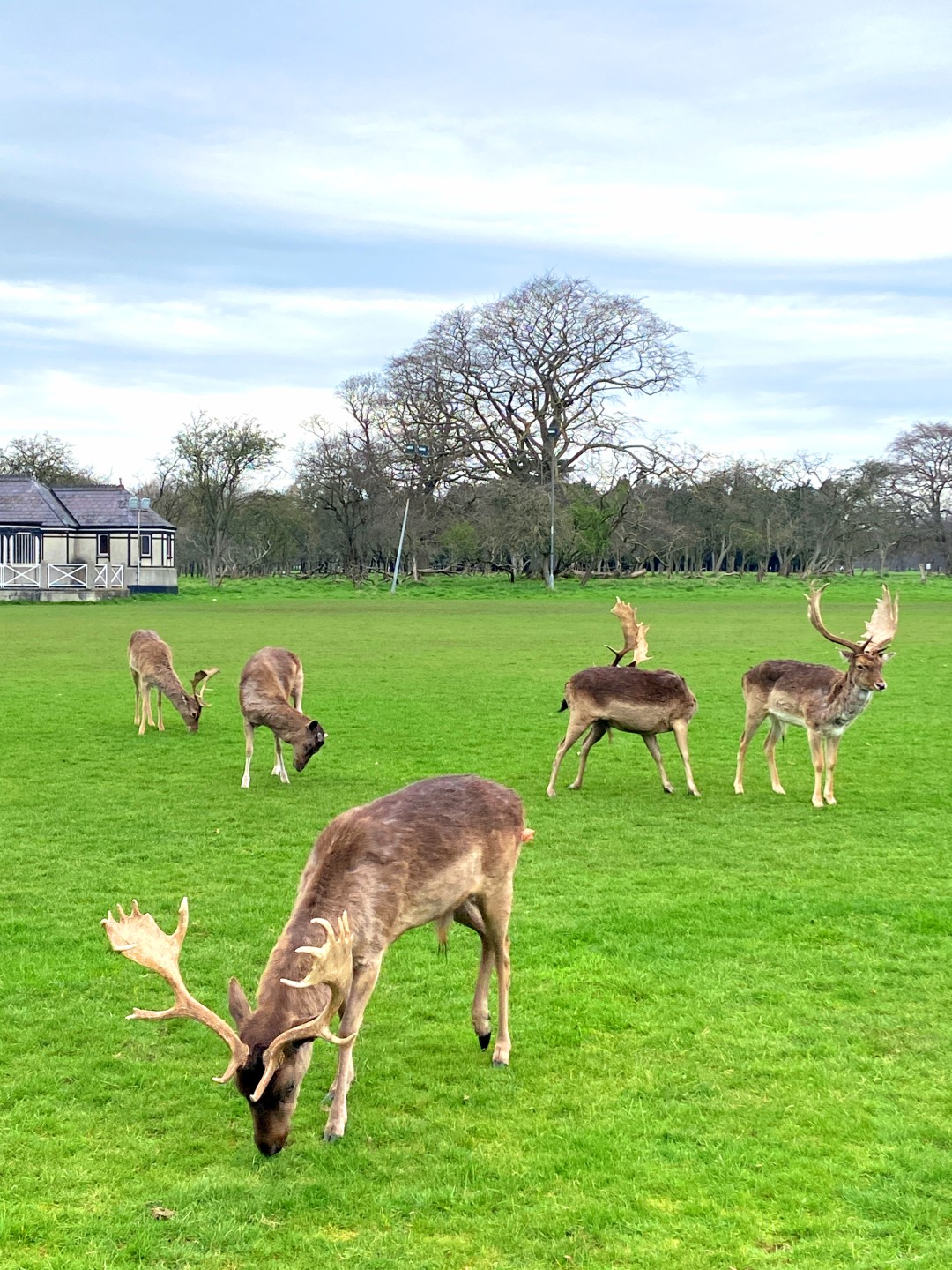 Phoenix Park Dublin: Where You Can Walk Alongside Wild Deer in the ...